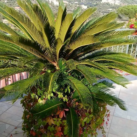 Apartment I 2 Pini - La Terrazza Su Positano - *