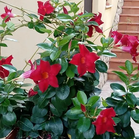 아파트 I 2 Pini - La Terrazza Su Positano - *